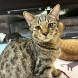 11月16日の千葉ニュータウン店店に参加する花ねこ千葉の保護猫02