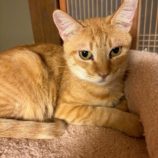 11月16日の千葉ニュータウン店店に参加する花ねこ千葉の保護猫03