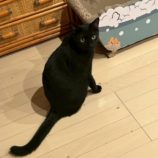 11月16日の千葉ニュータウン店店に参加する花ねこ千葉の保護猫04