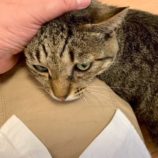 11月16日の千葉ニュータウン店店に参加する花ねこ千葉の保護猫06