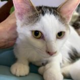 11月16日の千葉ニュータウン店店に参加する花ねこ千葉の保護猫07