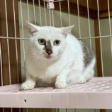 11月16日の千葉ニュータウン店店に参加する花ねこ千葉の保護猫08