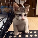 11月16日の千葉ニュータウン店店に参加する花ねこ千葉の保護猫09