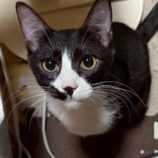 11月16日の千葉ニュータウン店店に参加する花ねこ千葉の保護猫10