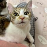 11月16日の千葉ニュータウン店店に参加する花ねこ千葉の保護猫12