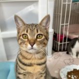 11月16日の千葉ニュータウン店店に参加する花ねこ千葉の保護猫13