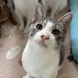 11月16日の千葉ニュータウン店店に参加する花ねこ千葉の保護猫14