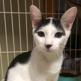 11月16日の千葉ニュータウン店店に参加する花ねこ千葉の保護猫15