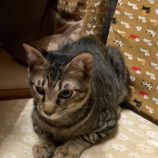 11月16日の千代田店に参加するアニマルフレンドの保護猫01