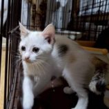 11月16日の千代田店に参加するアニマルフレンドの保護猫02