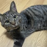 11月16日の千代田店に参加するSONA DORASの保護猫02