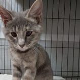 11月16日の千代田店に参加するアニマルフレンドの保護猫03