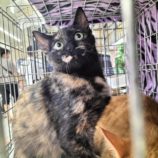 11月16日の千代田店に参加するSONA DORASの保護猫03