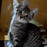 11月16日の千代田店に参加するアニマルフレンドの保護猫04