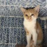 11月16日の千代田店に参加するSONA DORASの保護猫04