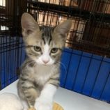 11月16日の千代田店に参加するアニマルフレンドの保護猫05