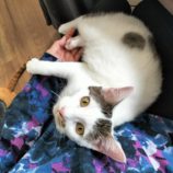 11月16日の千代田店に参加するSONA DORASの保護猫05