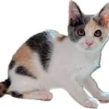 11月16日の千代田店に参加するアニマルフレンドの保護猫06