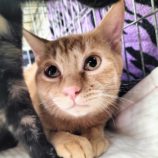 11月16日の千代田店に参加するSONA DORASの保護猫06