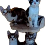 11月16日の千代田店に参加するアニマルフレンドの保護猫07