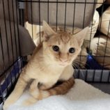 11月16日の千代田店に参加するSONA DORASの保護猫07