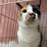 11月16日の千代田店に参加するSONA DORASの保護猫08