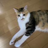 11月16日の千代田店に参加するSONA DORASの保護猫09