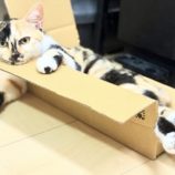 11月9日のひたちなか店に参加するネコスぺ事務局の保護猫01