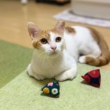 11月9日のひたちなか店に参加するネコスぺ事務局の保護猫02