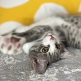 11月9日のひたちなか店に参加するネコスぺ事務局の保護猫03