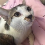 11月9日のひたちなか店に参加するネコスぺ事務局の保護猫04