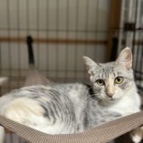 11月9日のひたちなか店に参加するネコスぺ事務局の保護猫05