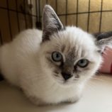 11月9日のひたちなか店に参加するネコスぺ事務局の保護猫06