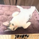 11月9日のひたちなか店に参加するネコスぺ事務局の保護猫07