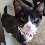 11月9日のひたちなか店に参加するネコスぺ事務局の保護猫08