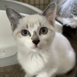 11月9日のひたちなか店に参加するネコスぺ事務局の保護猫09