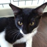 11月9日のひたちなか店に参加するネコスぺ事務局の保護猫10