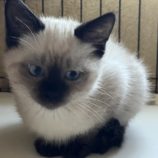 11月9日のひたちなか店に参加するネコスぺ事務局の保護猫12