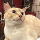 11月9日のひたちなか店に参加するネコスぺ事務局の保護猫13