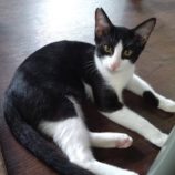 11月9日のひたちなか店に参加するネコスぺ事務局の保護猫15