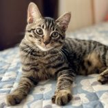 11月9日のひたちなか店に参加するネコスぺ事務局の保護猫17