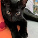 11月9日のひたちなか店に参加するネコスぺ事務局の保護猫19