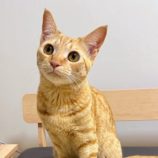 11月9日のひたちなか店に参加するネコスぺ事務局の保護猫20