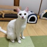 11月9日のひたちなか店に参加するネコスぺ事務局の保護猫21
