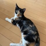 11月9日のひたちなか店に参加するネコスぺ事務局の保護猫22