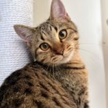 11月9日のひたちなか店に参加するネコスぺ事務局の保護猫23