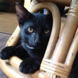 11月9日のひたちなか店に参加するネコスぺ事務局の保護猫24