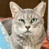 11月9日のひたちなか店に参加するネコスぺ事務局の保護猫25