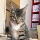 11月9日のひたちなか店に参加するネコスぺ事務局の保護猫26