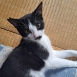 11月9日のひたちなか店に参加するネコスぺ事務局の保護猫27